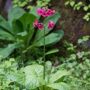 戸隠森林植物園4