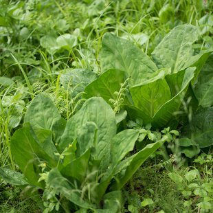 戸隠森林植物園5
