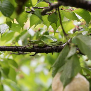 戸隠森林植物園7