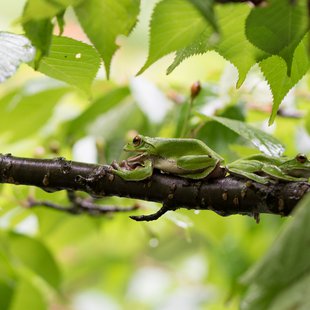 戸隠森林植物園8