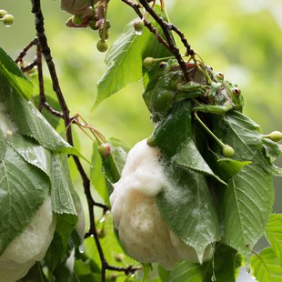 戸隠森林植物園9