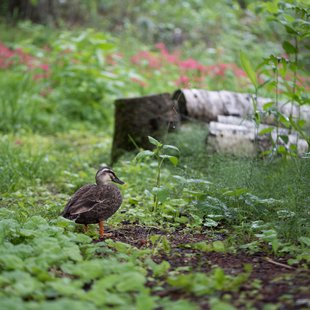 戸隠森林植物園10