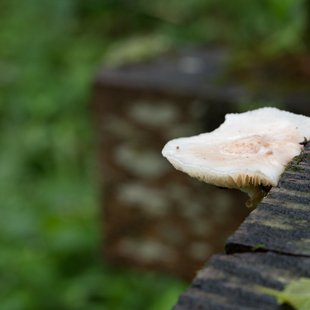 戸隠森林植物園11