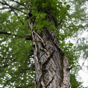 戸隠森林植物園12
