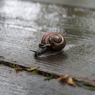 戸隠森林植物園13