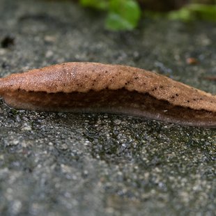 戸隠森林植物園14