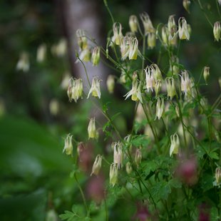 戸隠森林植物園15