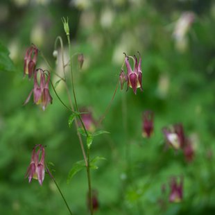 戸隠森林植物園16
