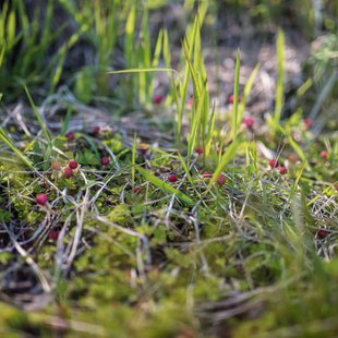 飯綱高原キャンプ場2