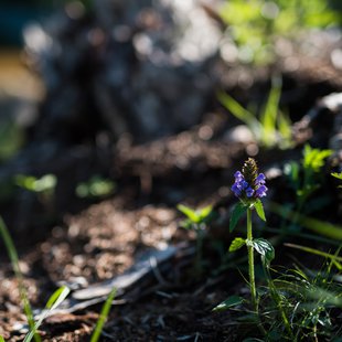 飯綱高原キャンプ場4