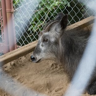 茶臼山動物園9