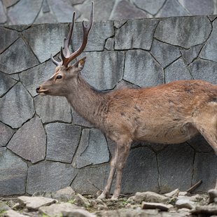 茶臼山動物園11