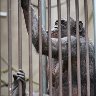 茶臼山動物園12