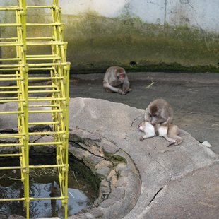 茶臼山動物園13