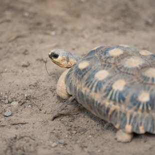 茶臼山動物園15