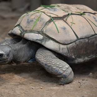 茶臼山動物園16