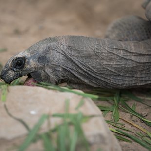 茶臼山動物園17