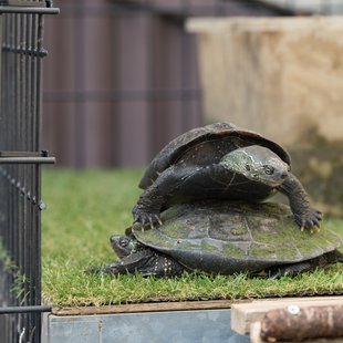 茶臼山動物園18