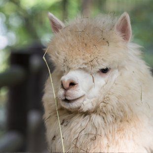 茶臼山動物園19