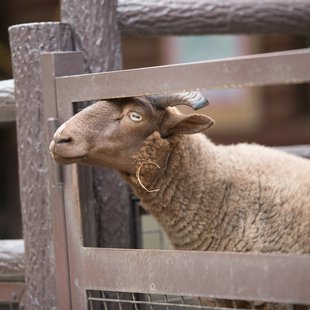 茶臼山動物園21