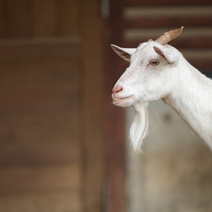 茶臼山動物園22
