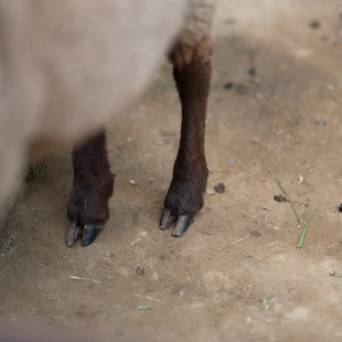 茶臼山動物園23