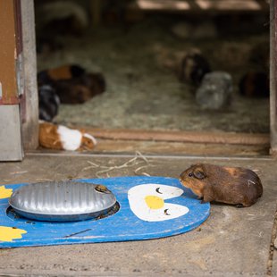茶臼山動物園25