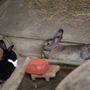 茶臼山動物園26