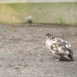 茶臼山動物園27