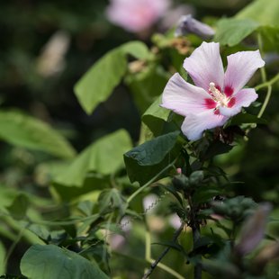 茶臼山動物園28