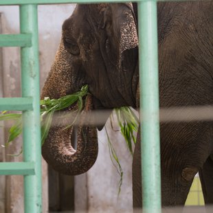茶臼山動物園29
