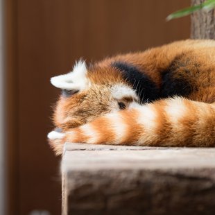 茶臼山動物園31