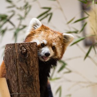 茶臼山動物園32