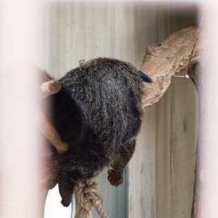 茶臼山動物園33