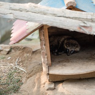 茶臼山動物園36
