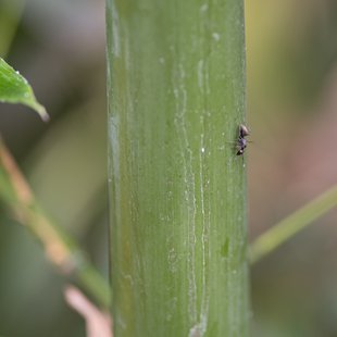 茶臼山動物園37