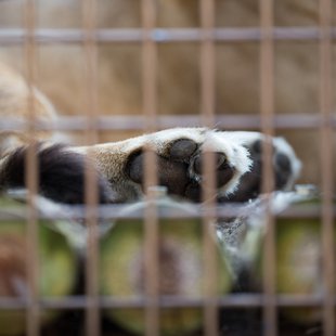 茶臼山動物園38