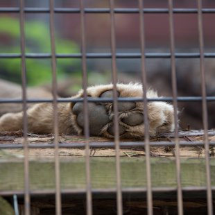 茶臼山動物園39