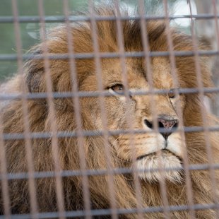 茶臼山動物園40