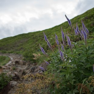白馬八方尾根10
