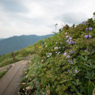 白馬八方尾根12