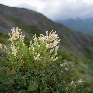 白馬八方尾根13