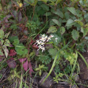 白馬八方尾根14