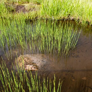 白馬八方尾根16