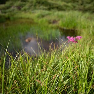 白馬八方尾根17