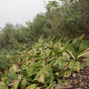 栂池高原、白馬乗鞍岳、白馬大池2