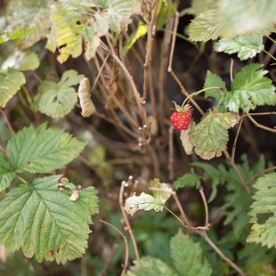 栂池高原、白馬乗鞍岳、白馬大池9