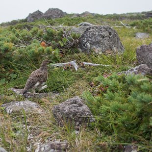 栂池高原、白馬乗鞍岳、白馬大池12