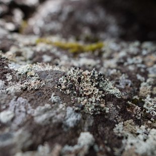 栂池高原、白馬乗鞍岳、白馬大池16