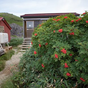 栂池高原、白馬乗鞍岳、白馬大池18
